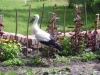 Der Storch im Salat.