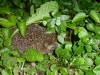 Igel Nuff-nuff-nuff gehört zur Familie.